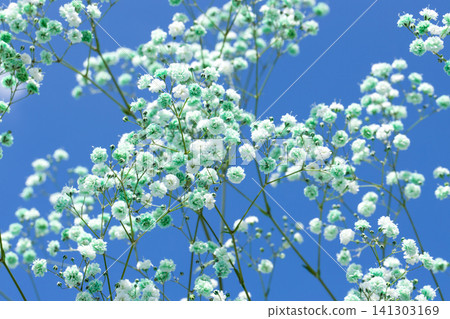The sky and light blue baby's breath 141303169