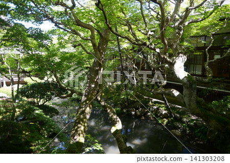 京都市左京區永觀堂町北條北庭園 永觀堂 禪林寺 京都市左京區永觀堂町北條北庭園 永觀堂 禪林寺 141303208
