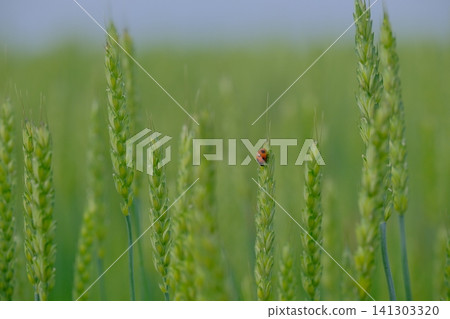 Wheat field and ladybug Wheat field and ladybug 141303320