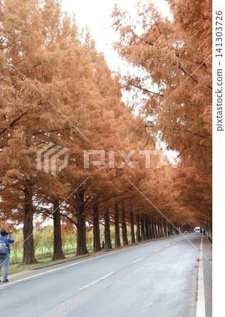 Autumn foliage scenery of Metasequoia trees in Makino, Takashima City, Shiga Prefecture Autumn foliage scenery of Metasequoia trees in Makino, Takashima City, Shiga Prefecture 141303726