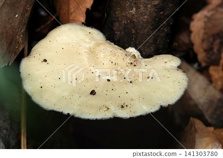 Flat, milky-white Polyporaceae mushrooms in a dark forest (Japanese Outdoor Field Fungi/Mushroom Ecology Macro Photography) Flat, milky-white Polyporaceae mushrooms in a dark forest (Japanese Outdoor Field Fungi/Mushroom Ecology Macro Photography) 141303780