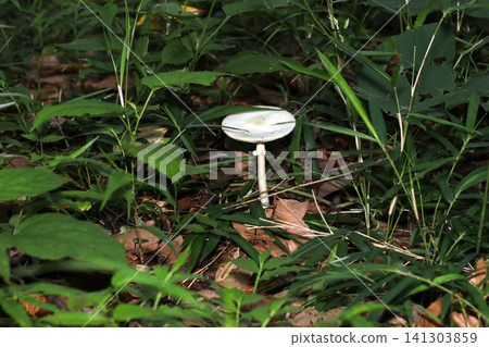 A large, conspicuous white Amanita mushroom stands out on the dark forest floor (Japanese natural fungi/mushroom ecology macro photography). A large, conspicuous white Amanita mushroom stands out on the dark forest floor (Japanese natural fungi/mushroom ecology macro photography). 141303859