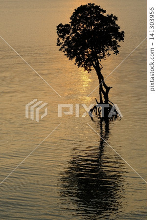 The shimmering surface of the water and a single mangrove The shimmering surface of the water and a single mangrove 141303956