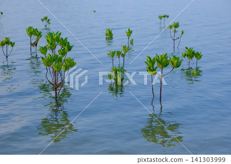 Mangroves planted in Nagura Bay 141303999