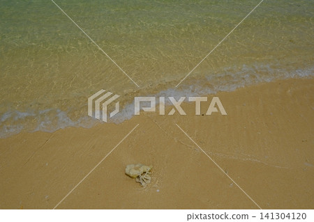 A beach with fragments of branching coral and whitecaps. A beach with fragments of branching coral and whitecaps. 141304120