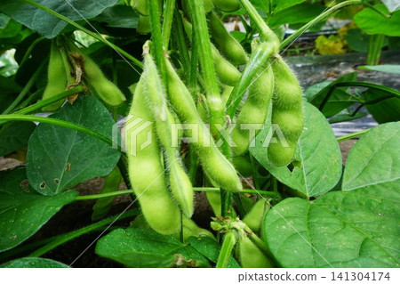 在領域種植的綠色大豆 在領域種植的綠色大豆 141304174