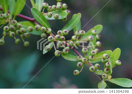 Unripe pyracantha fruit Unripe pyracantha fruit 141304298