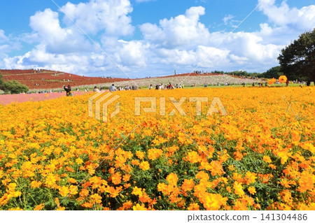 在盛開的黃色花波斯菊 141304486
