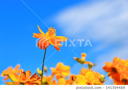 盛開的黃色波斯菊 141304489