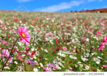 盛開的波斯菊花 盛開的波斯菊花 141304491