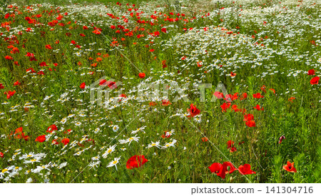 Wild red poppies and white daisies blooming in a green summer meadow landscape. Concept of wild summer nature and countryside beauty. High quality photo 141304716