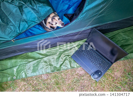 A dog peeks from a sleeping bag beside a laptop and mouse outside a tent. Concept of pet-friendly camping, remote work, and digital nomad life with a dog. A dog peeks from a sleeping bag beside a laptop and mouse outside a tent. Concept of pet-friendly camping, remote work, and digital nomad life with a dog. 141304717