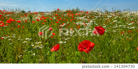 Red poppies bloom in sharp focus across a green wildflower meadow with white daisies and blue sky behind. Concept of wild summer nature and countryside beauty Red poppies bloom in sharp focus across a green wildflower meadow with white daisies and blue sky behind. Concept of wild summer nature and countryside beauty 141304730
