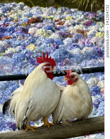 A pair of chickens snuggling together against a backdrop of hydrangeas, symbolizing a harmonious marriage. A pair of chickens snuggling together against a backdrop of hydrangeas, symbolizing a harmonious marriage. 141304732