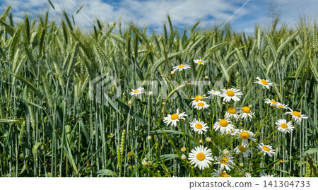 White chamomile flowers bloom among green wheat under a blue sky with clouds. Concept of farmland biodiversity, organic agriculture, and herbal wellness White chamomile flowers bloom among green wheat under a blue sky with clouds. Concept of farmland biodiversity, organic agriculture, and herbal wellness 141304733