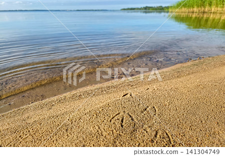 Bird footprints in sand along a rippled lake shore, reeds and clear sky beyond. Concept of grounding, wildlife trace, and peaceful lakeside nature. 141304749