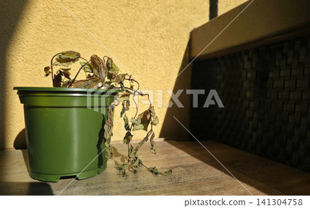 A dried, wilted plant droops in a pot on a sunlit wooden table against a warm wall. Concept of heatwave, drought, plant care, and burnout metaphor A dried, wilted plant droops in a pot on a sunlit wooden table against a warm wall. Concept of heatwave, drought, plant care, and burnout metaphor 141304758