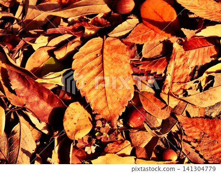 Colorful fallen leaves in the mixed forest Colorful fallen leaves in the mixed forest 141304779