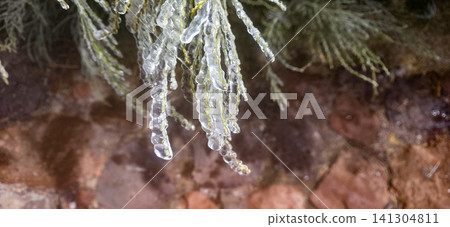 Ice-covered evergreen branches with a thick layer of frost, showcasing intricate ice formations and green needles after the rain in the frost and wind. High quality photo Ice-covered evergreen branches with a thick layer of frost, showcasing intricate ice formations and green needles after the rain in the frost and wind. High quality photo 141304811