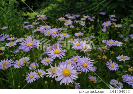 Clusters of pale purple aster flowers in July. Aster (Aster tataricus), Asteraceae family. Clusters of pale purple aster flowers in July. Aster (Aster tataricus), Asteraceae family. 141304933
