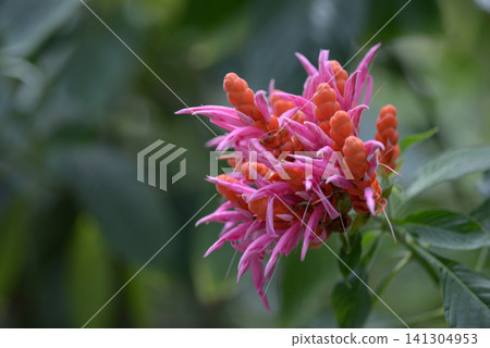 Aphelandra·Thinkla Ilana Aphelandra·Thinkla Ilana 141304953