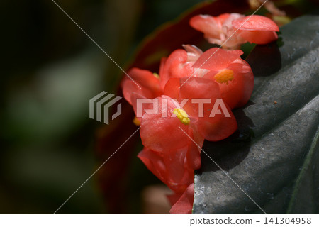Begonia Lenore Olivier Begonia Lenore Olivier 141304958