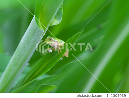 A small Japanese tree frog clinging to a leaf. A small Japanese tree frog clinging to a leaf. 141305089