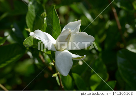 Gardenia Gardenia 141305168