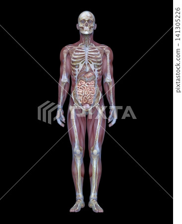 male human model male human model 141305226