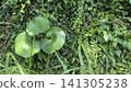 大吳風草 141305238