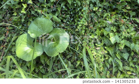 大吳風草 大吳風草 141305238