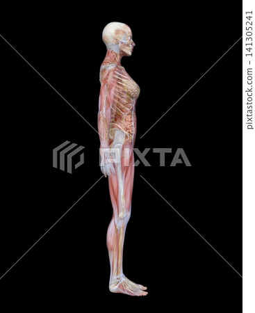 Female body model Female body model 141305241
