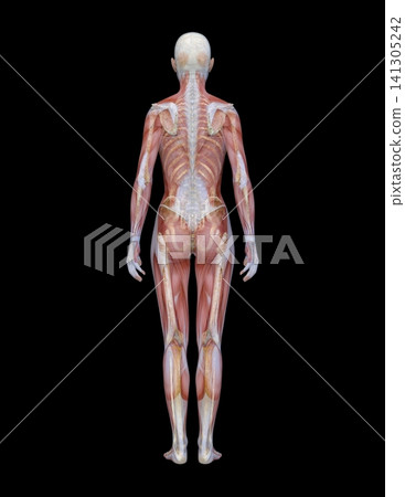 Female body model Female body model 141305242