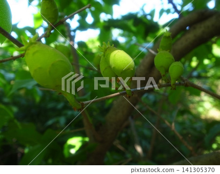 Fruit of a rhubai Fruit of a rhubai 141305370