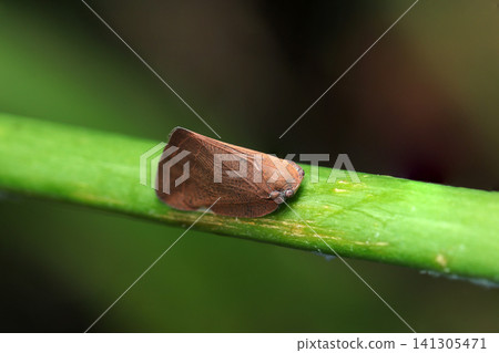 Adult Chinese lanternfly (Chinese rhinoceros beetle), an invasive alien species native to China (outdoor field insect ecology macro photography). 141305471