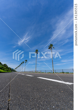 Blue sky and palm trees lining the coastal road Blue sky and palm trees lining the coastal road 141305515