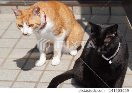 Two cats 141305669