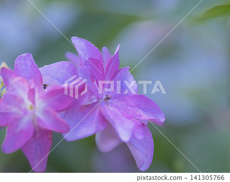 粉紅色的額頭繡球花 141305766