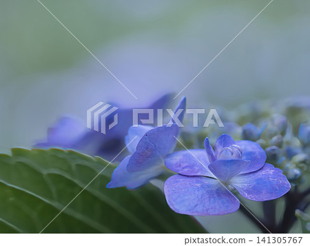 藍色繡球花 藍色繡球花 141305767