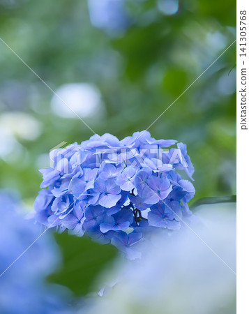 Blue hydrangea Blue hydrangea 141305768