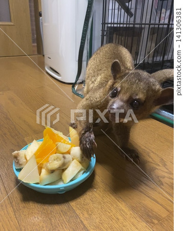 金絲猴吃 金絲猴吃 141306381