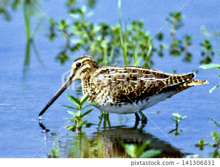 A wild bird of Japan. A Common Snipe relaxing by the water's edge. A wild bird of Japan. A Common Snipe relaxing by the water's edge. 141306831