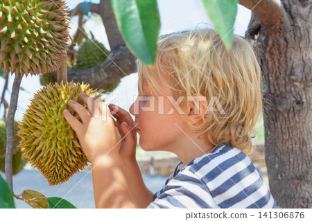 Close-up portrait of funny little boy examining and smelling ripe durian fruit hanging on a tree. Captured on a tropical farm. Family travel lifestyle in asian countries - Indonesia, Thailand, Vietnam Close-up portrait of funny little boy examining and smelling ripe durian fruit hanging on a tree. Captured on a tropical farm. Family travel lifestyle in asian countries - Indonesia, Thailand, Vietnam 141306876