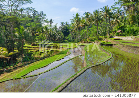 Farmer working at green rice fields on terraced hillsides in Gunung Kawi, Bali, Indonesia. Tropical palm trees in rainforest, flooded paddies and natural farming landscape on a sunny day. Farmer working at green rice fields on terraced hillsides in Gunung Kawi, Bali, Indonesia. Tropical palm trees in rainforest, flooded paddies and natural farming landscape on a sunny day. 141306877