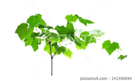 young green grape sprout with leaves on a white background 141306894