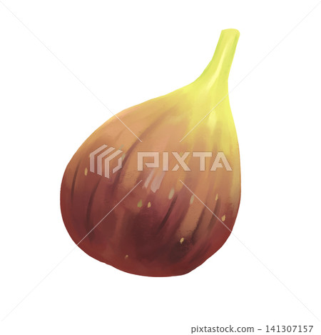 Watercolor-style fig Watercolor-style fig 141307157