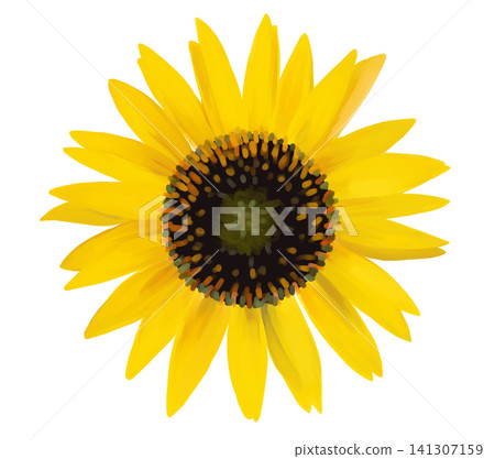 Watercolor-style yellow sunflower Watercolor-style yellow sunflower 141307159