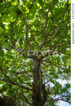 陽光下的欖仁樹(Terminalia catappa)呈半透明狀 陽光下的欖仁樹(Terminalia catappa)呈半透明狀 141307218