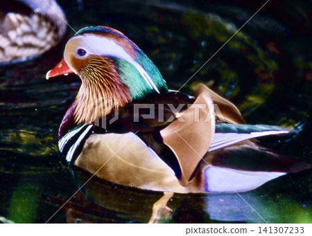 A wild bird of Japan. Male Mandarin Duck. A wild bird of Japan. Male Mandarin Duck. 141307233