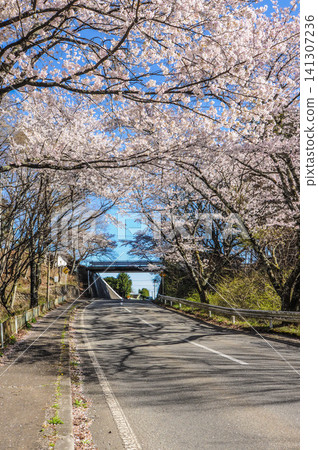 櫻花盛開,道路 櫻花盛開,道路 141307236